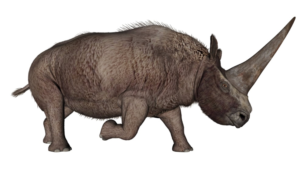 Elasmotherium Canvas Art - Elena DuvernayStocktrek Images (19 x 11)