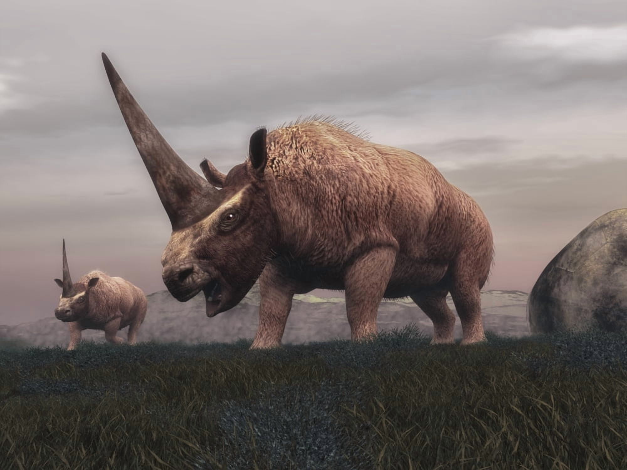 Elasmotherium dinosaurs grazing in the steppe grass Canvas Art - Elena DuvernayStocktrek Images (17 x 13)
