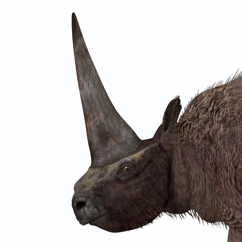 Elasmotherium portrait Canvas Art - Corey FordStocktrek Images (28 x 28)