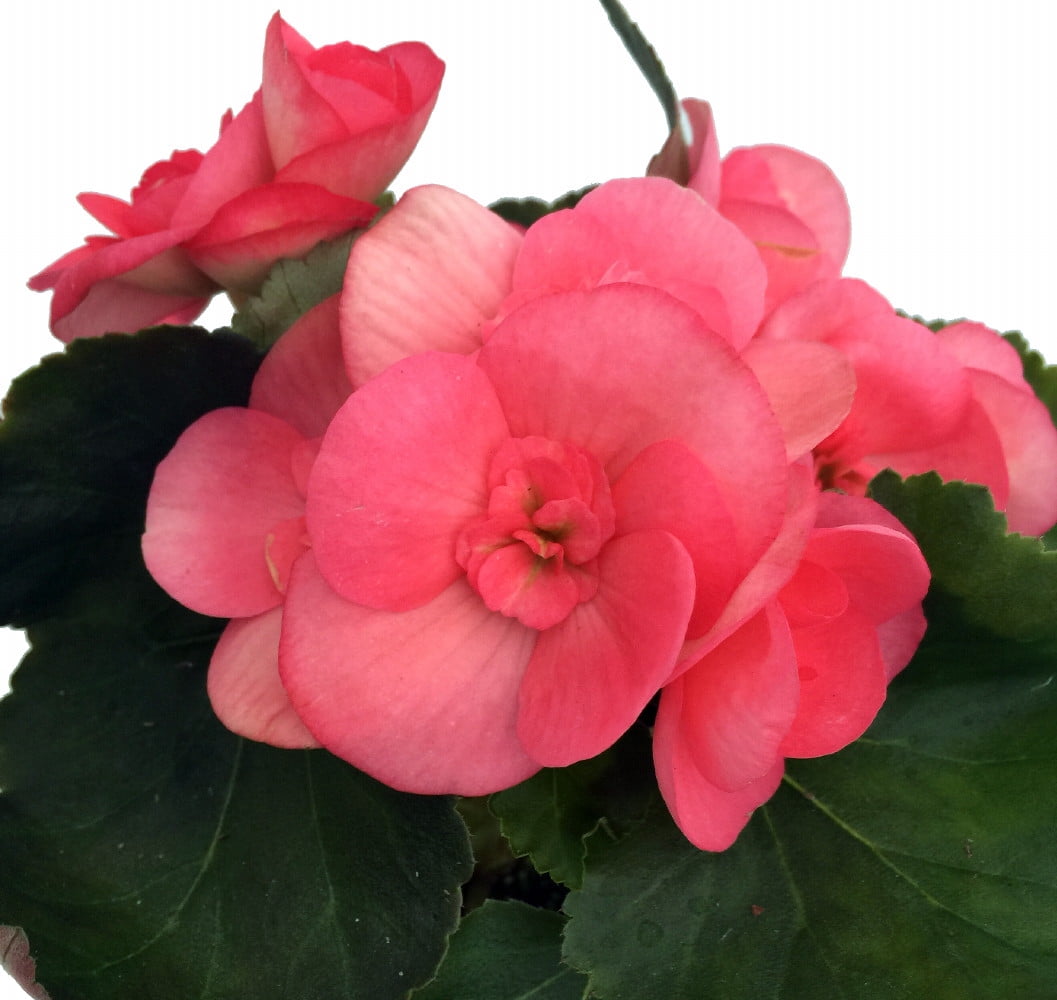 Elatior Begonia Plant - Pink - 4" Pot - Easy Blooming House Plant -  Walmart.com