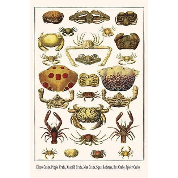 Elbow Crabs, Pepple Crabs, Xanthid Crabs, Mus Crabs, Squat Lobsters, Box Crabs, Spider Crabs-Fine Art Canvas Print (20" x 30")