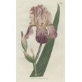 thumbnail image 1 of Elder-Scented Or German Iris, Iris Germanica Poster Print By ® Florilegius Mary Evans (18 X 24), 1 of 4