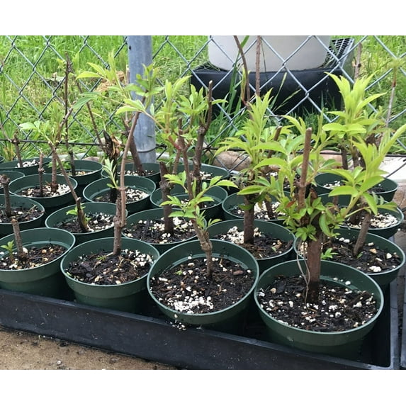 Elderberry Bush – American Elderberry - Sambucus canadensis