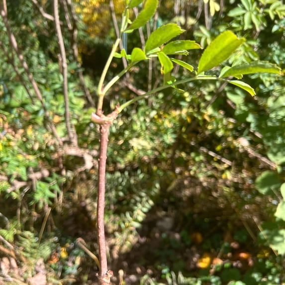 Elderberry Cuttings - 5 Count, 4-6" Cuttings, Edible Berry Shrub Propagation (5 Count)
