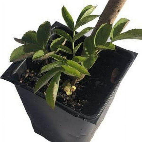 Elderberry Plant, (Sambucus nigra, Sambucus canadensis) 2.5 inch pot
