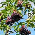 thumbnail image 1 of Elderberry Tree Live, Live Plant Elderberry in Pot, 3'' Tall, Planting Growing Garden, 1 of 5
