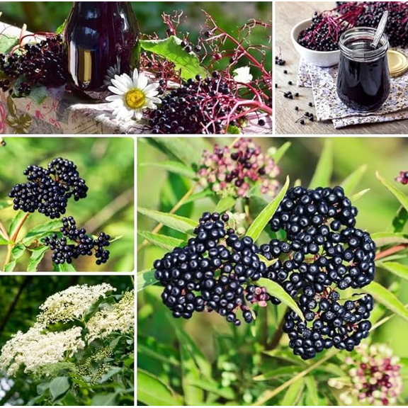 Elderberry Tree Live for Planting, Black Elderberry Bush Live Plant, Sweet Elderberry Tree for Outdoor Garden in Half Gal Pot
