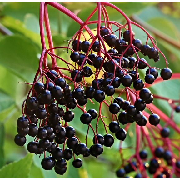 Elderberry Tree in Quart Pot, American Elderberry Bush 6-10 inches