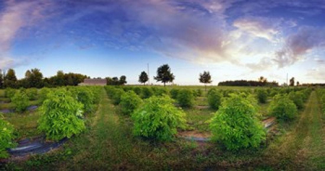 Elderberry field Quebec Canada Canvas Art - Panoramic Images (36 x 19)