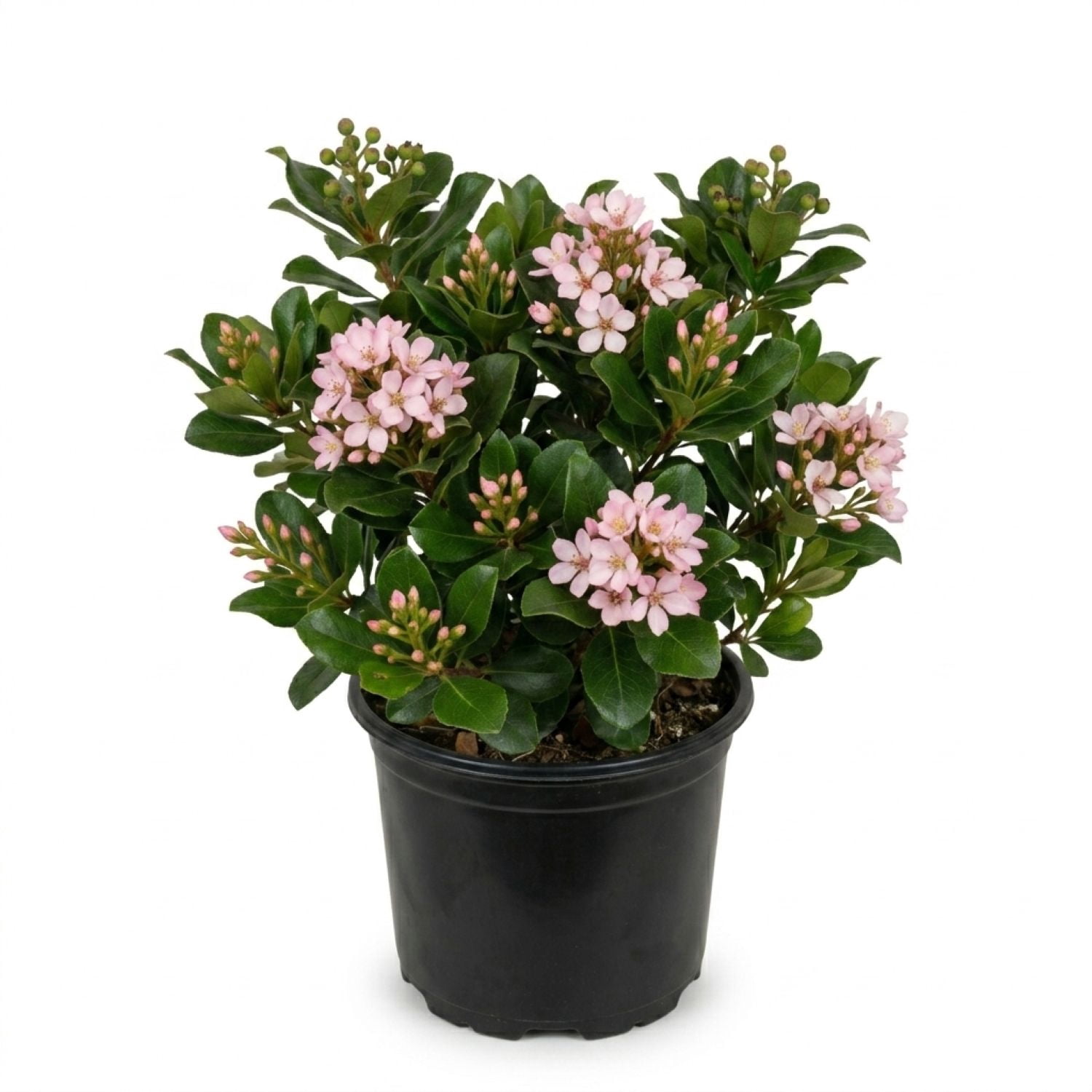 Expert Gardener Eleanor Taber Indian Hawthorn, 2.5 qt Pink Blooming Evergreen Shrub, Live Outdoor Plant