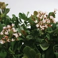 thumbnail image 1 of Expert Gardener Eleanor Taber Indian Hawthorn (2.5 Quart) Pink Blooming Evergreen Shrub - Full Sun Live Outdoor Plant, 1 of 6