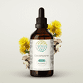 thumbnail image 1 of HerbEra Elecampane Tincture, Herbal Dietary Supplement for Respiratory Support, Elecampane (Inula helenium) Dried Root Extract, Natural, Alcohol Tincture, Drops 4 oz, 1 of 7