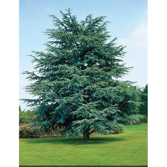 Spring Hill Nurseries 30" Electra Blue Cedar Live Plants in 2.50" Pot