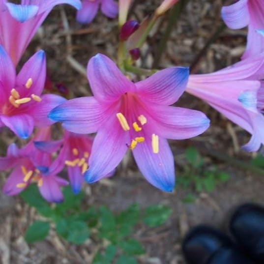Electric Blue Spider Lily Bulbs for Planting (3 Bulbs)
