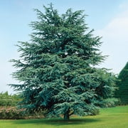 Electric Blue Upright Deodora Cedar Evergreen Tree, in a 3 gallon pot