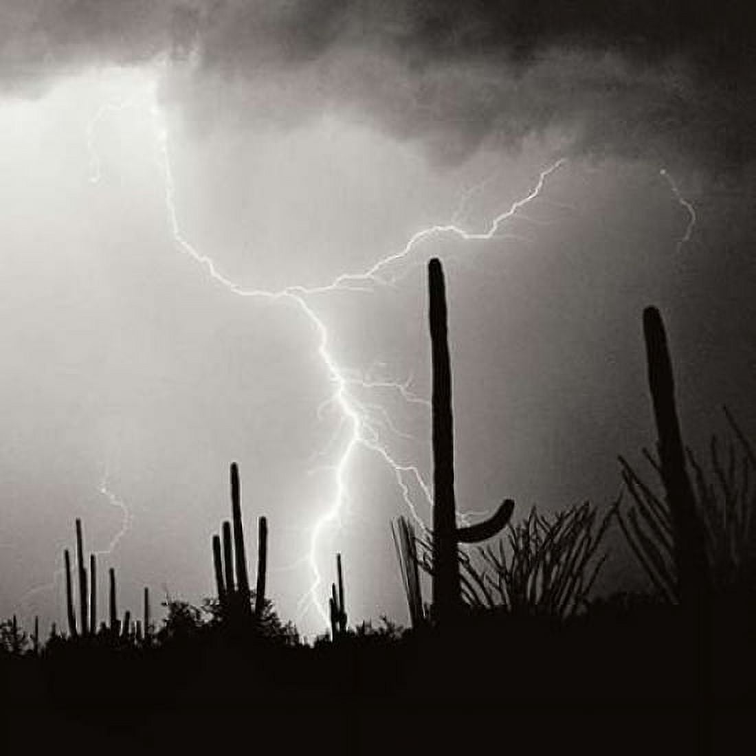 Electric Desert IV - BW Canvas Art - Douglas Taylor (24 x 24)