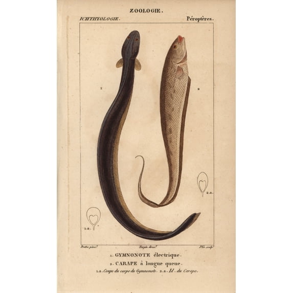 Electric Eel, Electrophorus Electricus, Bandeda Poster Print By ® Florilegius Mary Evans (24 X 36)