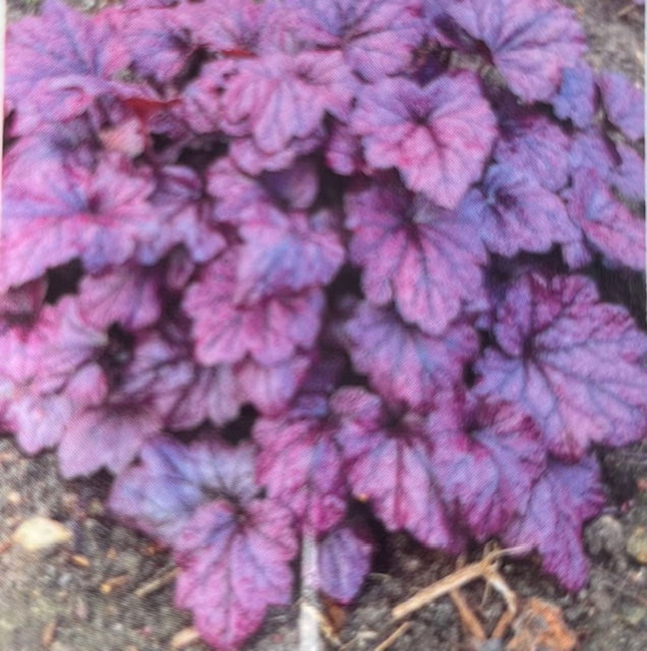 Electric Plum Coral Bells - Heuchera - Perennial - 2.5" Pot