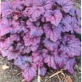thumbnail image 1 of Electric Plum Coral Bells - Heuchera - Perennial - 2.5" Pot, 1 of 4