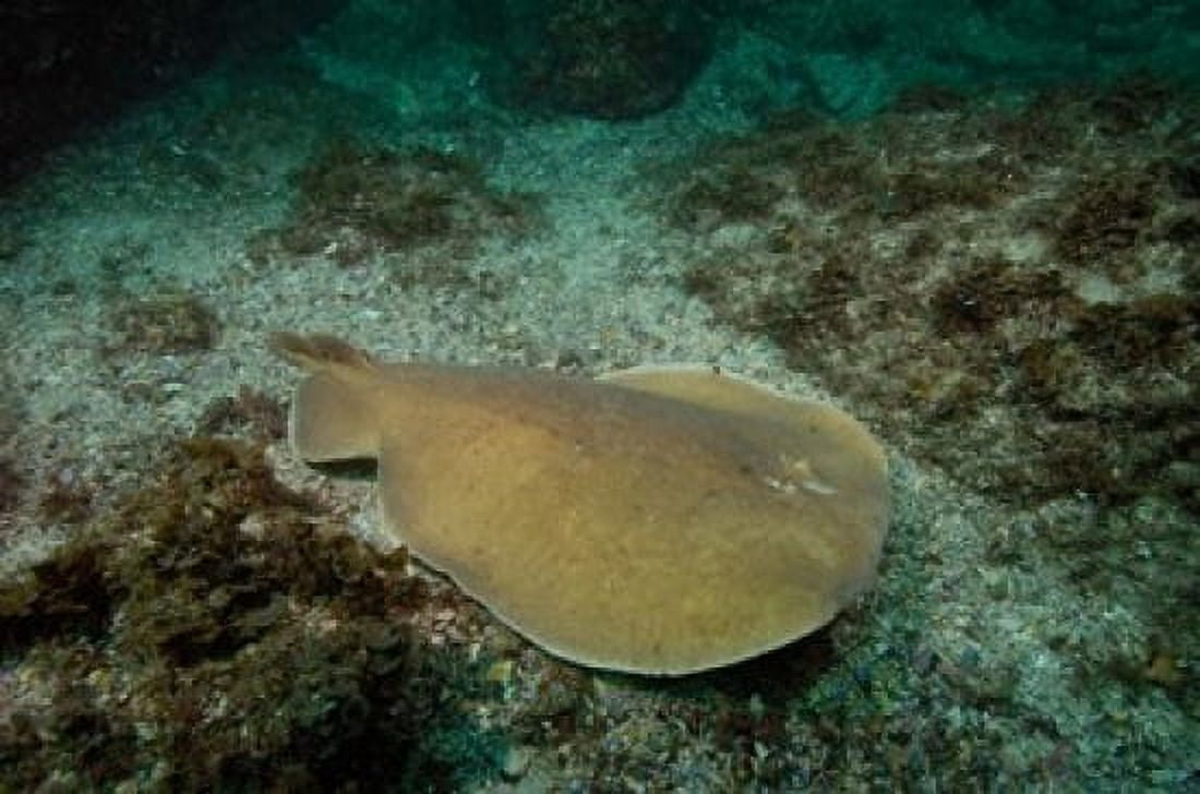 Electric Ray Stradbroke Island Queensland Australia Canvas Art - Pete Oxford DanitaDelimont (29 x 19)