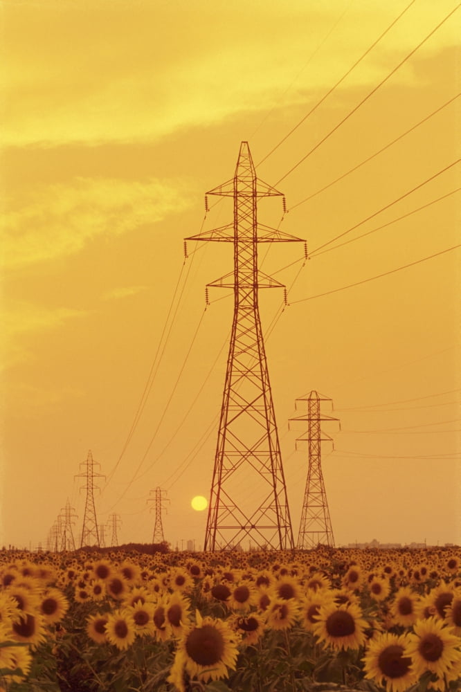 Electrical Towers And Sunflower Field Winnipeg Manitoba Canvas Art - Dave Reede Design Pics (11 x 17)