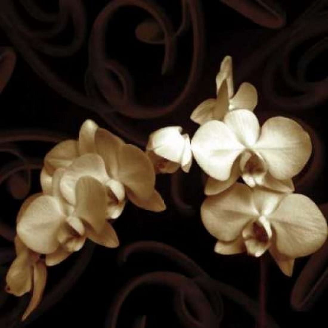 Elegance Canvas Art - Ily Szilagyi (24 x 24)