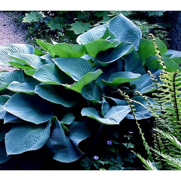 Elegans Hosta - Huge Leaves - White Flowers - Quart Pot