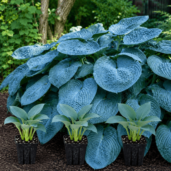 Elegans Hosta Live Plants | Large Blue Green Shade Perennial (3 Plugs)