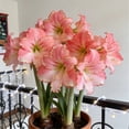 Elegant Amaryllis Bulbs-Low Maintenance-Ideal for Indoor, Plant Pots ...