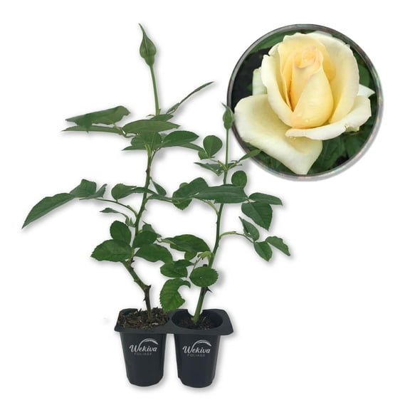 Elegant Beauty Rose Bush - 2 Live Starter Plants in 2 Inch Growers Pots - Beautifully Fragrant Hybrid Tea Heirloom Rose - A Versatile Beauty with a Rich Fragrance