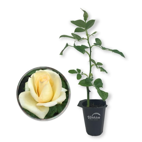 Elegant Beauty Rose Bush - Live Starter Plant in a 2 Inch Growers Pot - Beautifully Fragrant Hybrid Tea Heirloom Rose - A Versatile Beauty with a Rich Fragrance