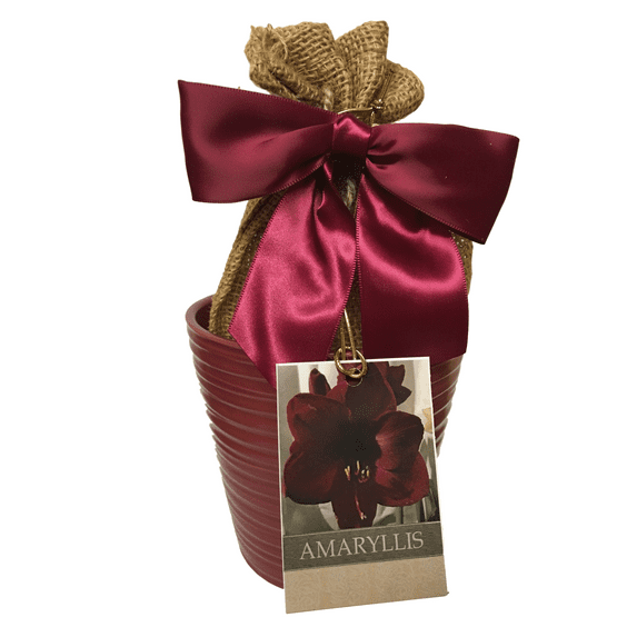 Elegant Black Pearl Amaryllis Gift Growing Kit, Deluxe Edition. Includes Beautiful Ceramic Pot, Big Black Pearl Bulb, a Burlap Gift Bag and Professional Growing Medium