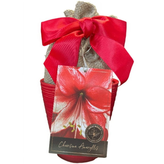 Elegant Charisma Amaryllis Gift Growing Kit. Beautiful Ceramic Pot, Big Charisma Bulb, a Burlap Bag and Growing Medium. FREE SHIPPING!!