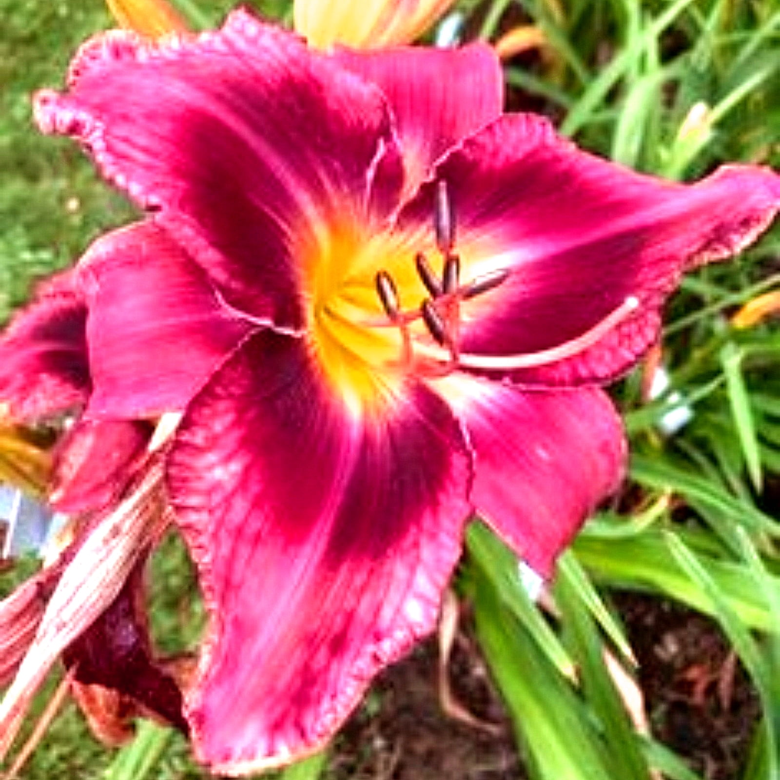 Elegant Daylilies - Gorgeous Perennial Flowers for Containers and ...