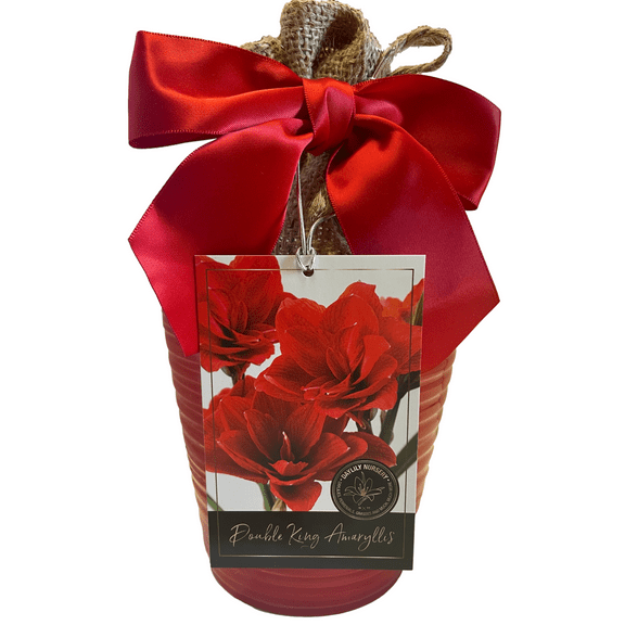 Elegant Double King Amaryllis Gift Growing Kit. Beautiful Ceramic Pot, Big Double King Bulb, a Burlap Bag and Growing Medium!!