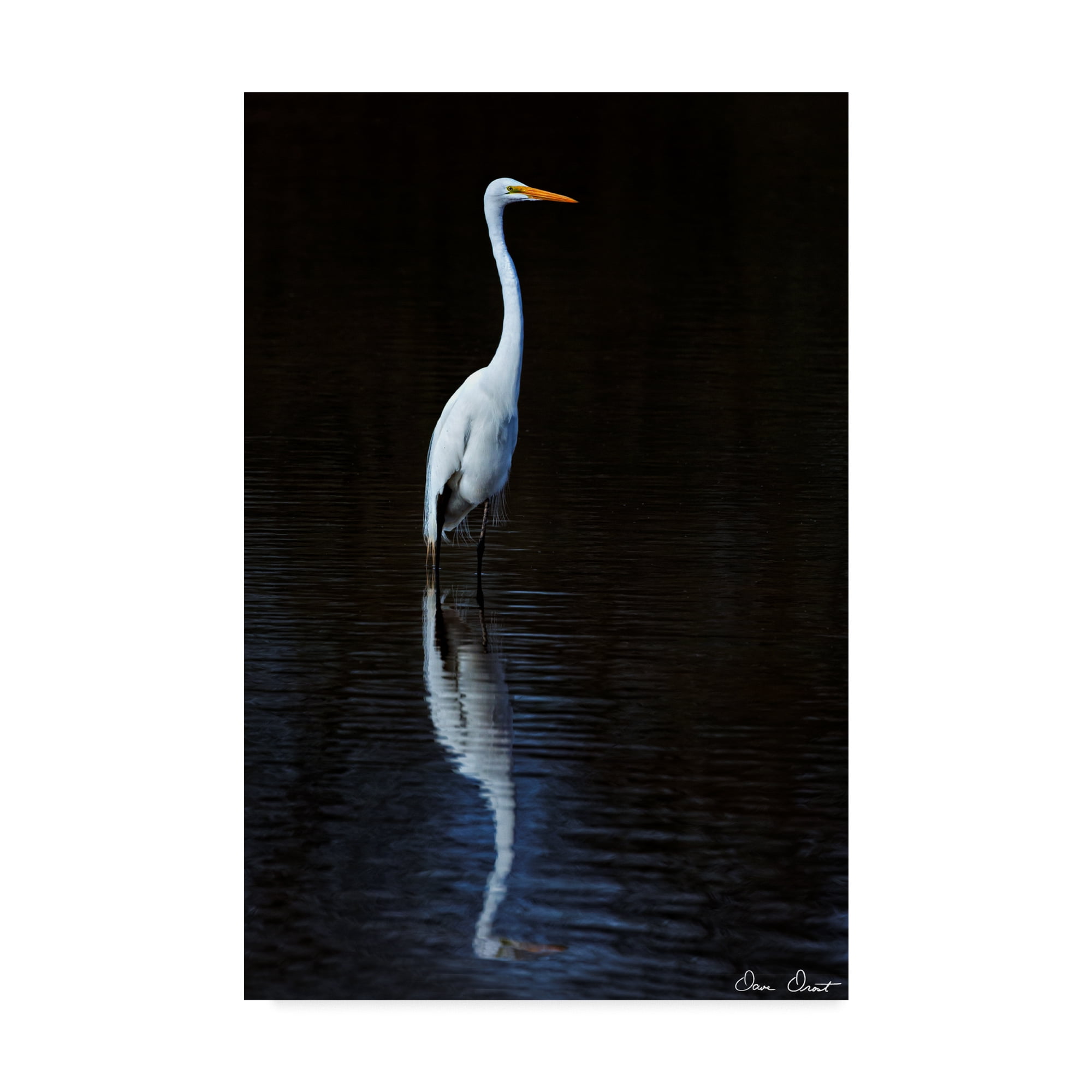 Elegant White Egret on Black Canvas Framed Art