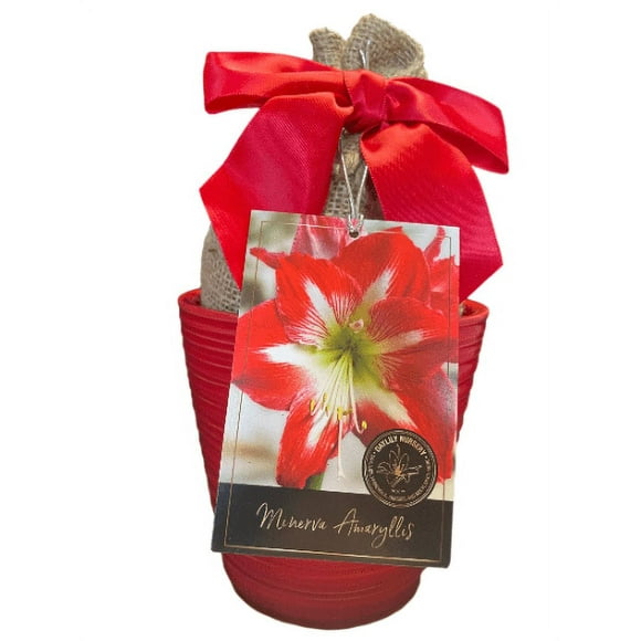 Elegant Minerva Amaryllis Gift Growing Kit. Beautiful Ceramic Pot, Big Minerva Bulb, a Burlap Bag and Growing Medium. FREE SHIPPING