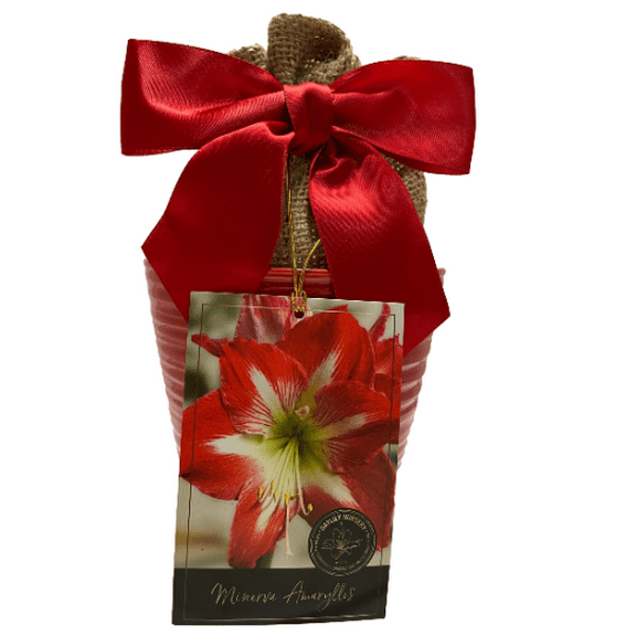 Elegant Minerva Amaryllis Gift Growing Kit. Beautiful Ceramic Pot, Big Minerva Bulb, a Burlap Bag and Growing Medium