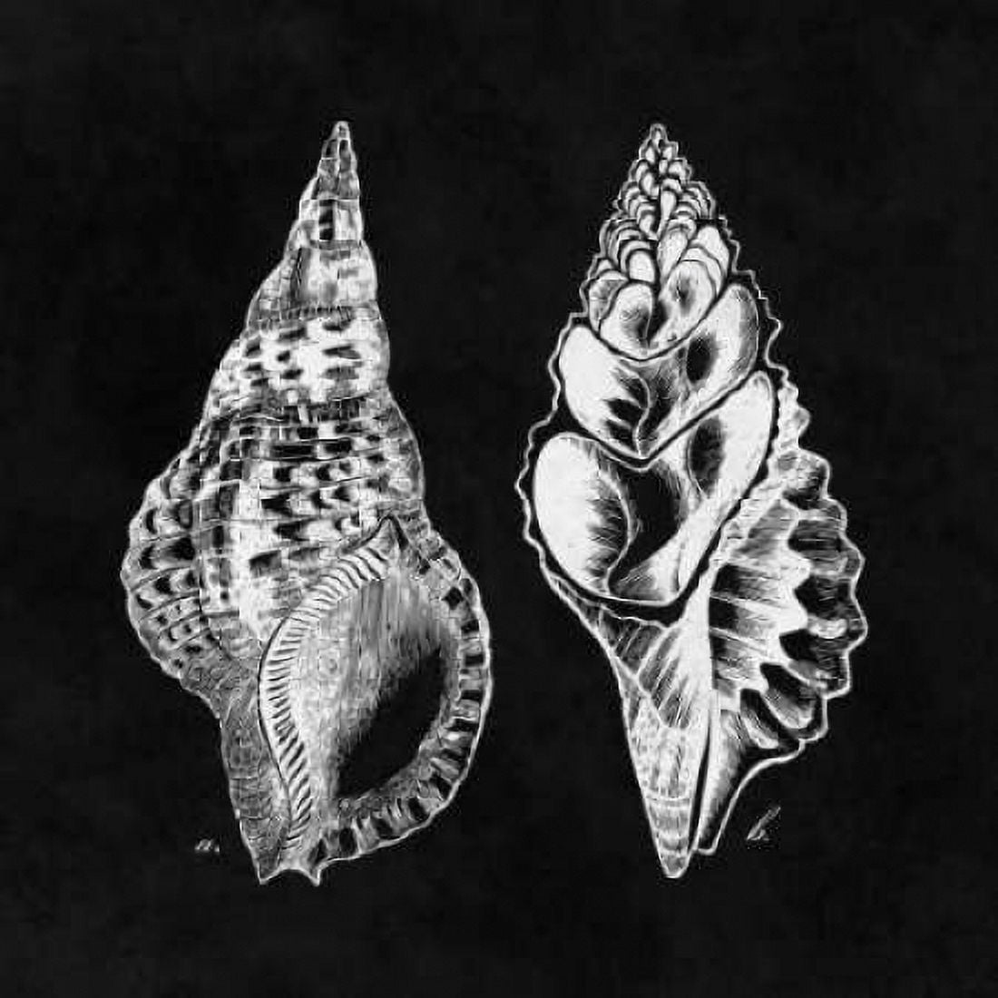 Elegant Negative I Canvas Art - N Harbick (24 x 24)