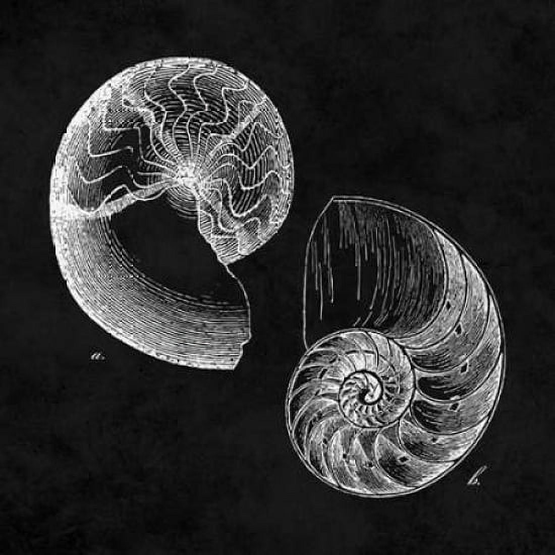 Elegant Negative IV Canvas Art - N Harbick (24 x 24)