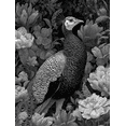 thumbnail image 1 of Elegant Peacock & Floral Canvas Print Wall Art for Living Room Office Hotel Dining Room, 1 of 8