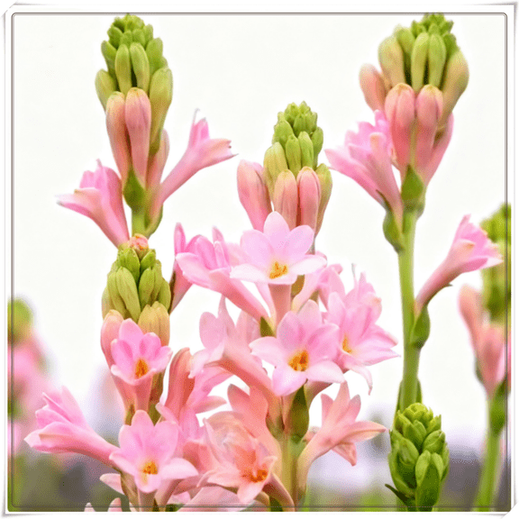 Elegant Perennial - Fragrant Tuberose Bulbs - Easy-Care/Low Maintenance - Ideal for Yard Garden, Plant Hangers