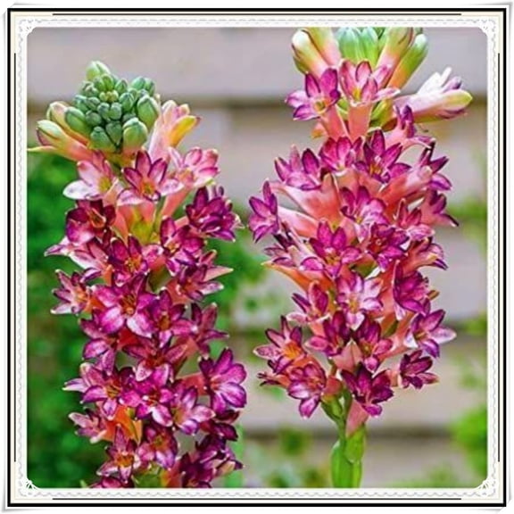 Elegant Perennial - Fragrant Tuberose Rhizome - Easy-Care/Low Maintenance - Ideal for Yard Garden, Plant Hangers