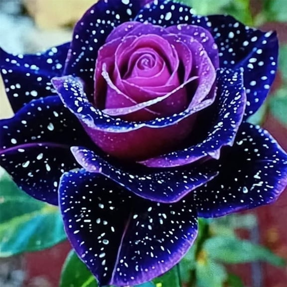Elegant Rose for Balcony-Large Showy Blossoms--Low Maintenance-Ideal for Flower beds Plant Pots & Planters