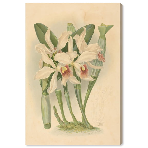 Elegant Specimen Canvas Print Botanical Art by Art Remedy, Gallery Wrapped, 10 x 15