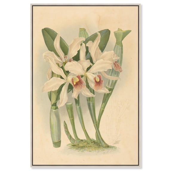 Elegant Specimen Canvas Print Botanical Art by Art Remedy, Silver Frame, 36 x 54
