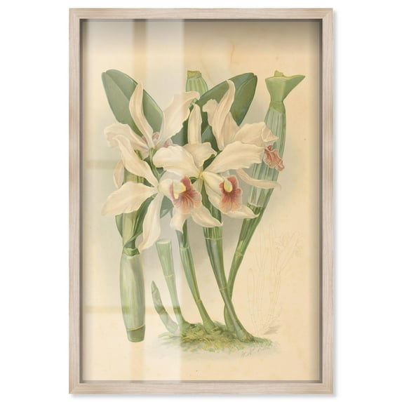 Elegant Specimen Shadowbox Print Botanical Art by Art Remedy, Blonde Frame, 10 x 15