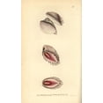 thumbnail image 1 of Elegant Venus Shell, Hysteroconcha Dione Poster Print By ® Florilegius Mary Evans (18 X 24), 1 of 4