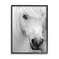 thumbnail image 1 of Elegant White Horse Stallion Animals & Insects Photograph Black Framed Art Print Wall Art, 1 of 7