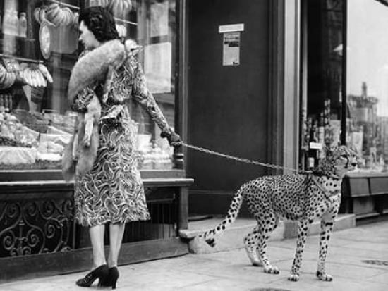 Elegant Woman with Cheetah Canvas Art - Anonymous (22 x 28)